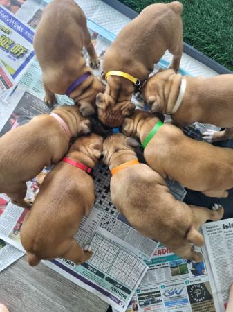 Staffordshire Bull Terrier for sale by STORMFEVER