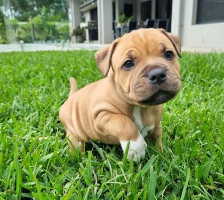 Staffordshire Bull Terrier for sale by STORMFEVER