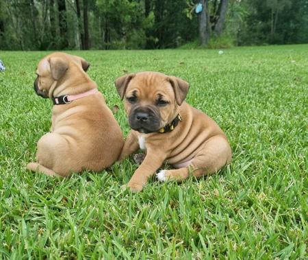 Staffordshire Bull Terrier for sale by STORMFEVER