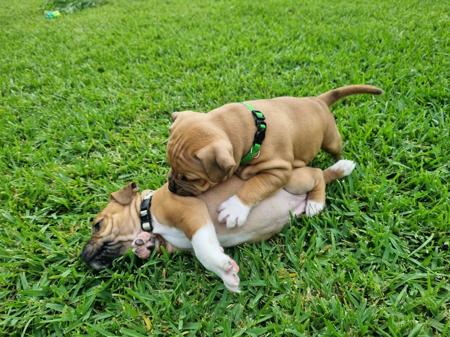 Staffordshire Bull Terrier for sale by STORMFEVER