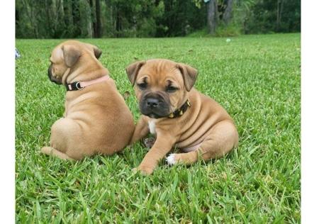 Staffordshire Bull Terrier puppy for sale by STORMFEVER