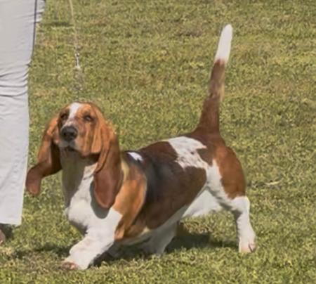 Basset Hound for sale by CALLIHUND