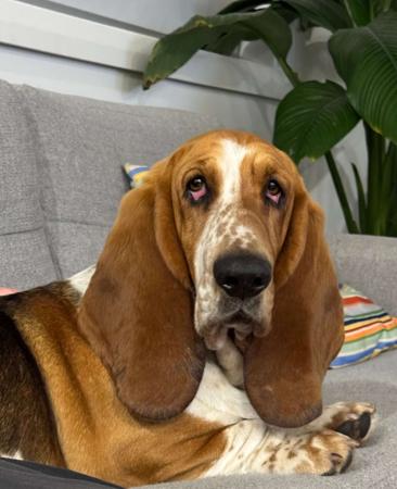 Basset Hound for sale by CALLIHUND