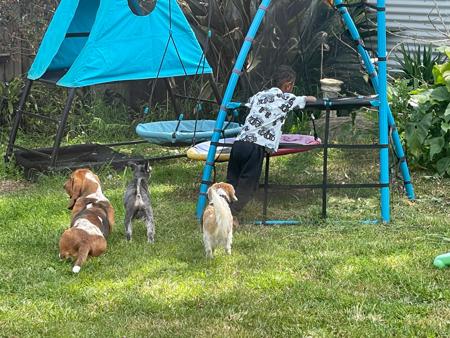 Basset Hound for sale by CALLIHUND