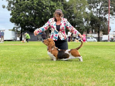 Basset Hound for sale by CALLIHUND