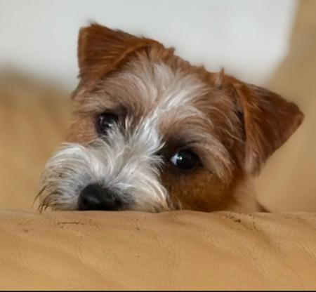 Jack Russell Terrier for sale by JACKSOFRICA