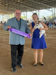 Jack Russell Terrier for sale by JACKSOFRICA