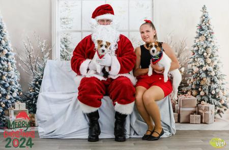 Jack Russell Terrier for sale by JACKSOFRICA