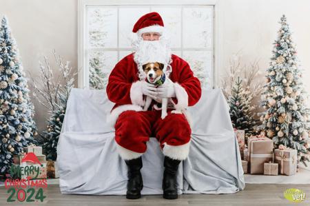 Jack Russell Terrier for sale by JACKSOFRICA