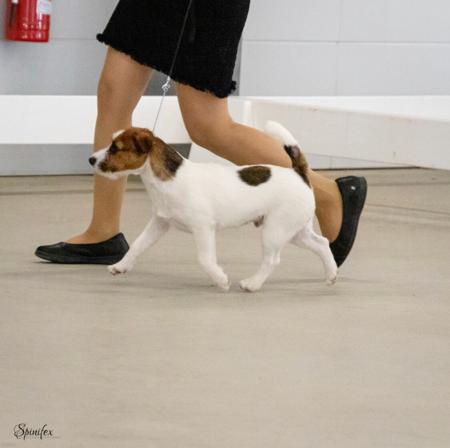 Jack Russell Terrier for sale by JACKSOFRICA