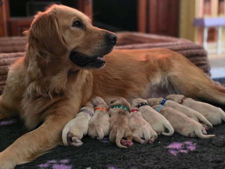 Golden Retriever puppy for sale by BESTB