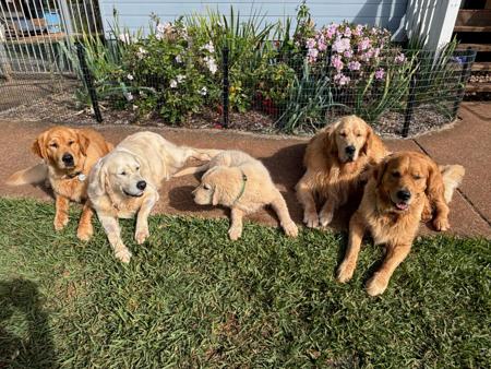 Golden Retriever for sale by CEDARPAWS