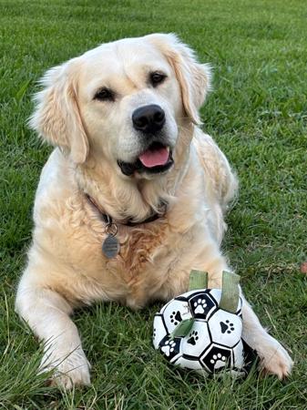 Golden Retriever for sale by CEDARPAWS