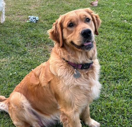 Golden Retriever for sale by CEDARPAWS