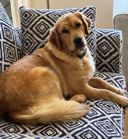 Golden Retriever for sale by CEDARPAWS