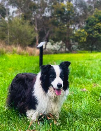 Border Collie for sale by KARDELLA