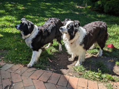 Border Collie for sale by KARDELLA
