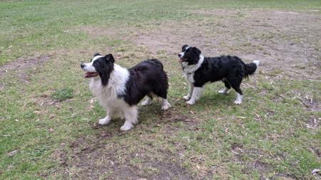 Border Collie for sale by KARDELLA