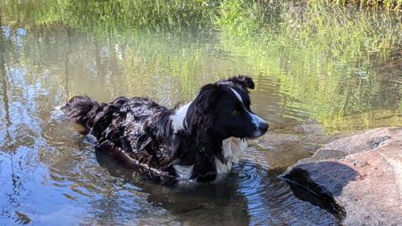 Border Collie for sale by KARDELLA