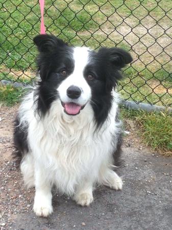 Border Collie for sale by KARDELLA