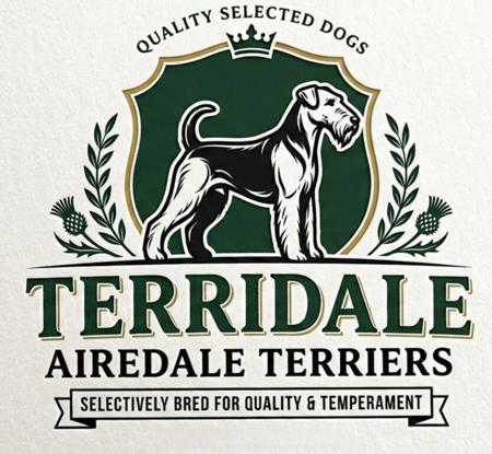 Airedale Terrier for sale by TERRIDALE