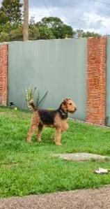 Airedale Terrier for sale by TERRIDALE