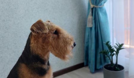 Airedale Terrier for sale by TERRIDALE