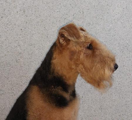 Airedale Terrier for sale by TERRIDALE