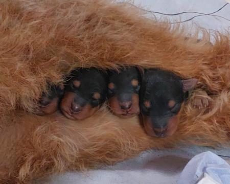 Airedale Terrier puppy for sale by TERRIDALE