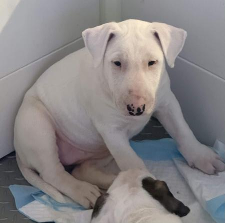 Bull Terrier puppy for sale by ALLAIDHABULLS