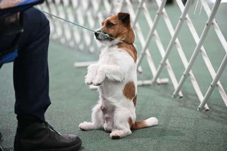 Jack Russell Terrier for sale by BRIARHILLJAK