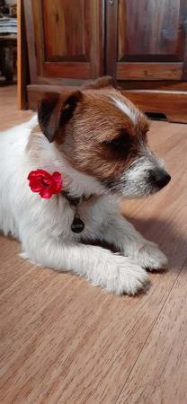 Jack Russell Terrier for sale by IANNASHORMESSAWYER