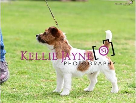 Jack Russell Terrier for sale by BRIARHILLJAK