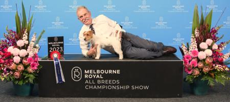 Jack Russell Terrier for sale by BRIARHILLJAK