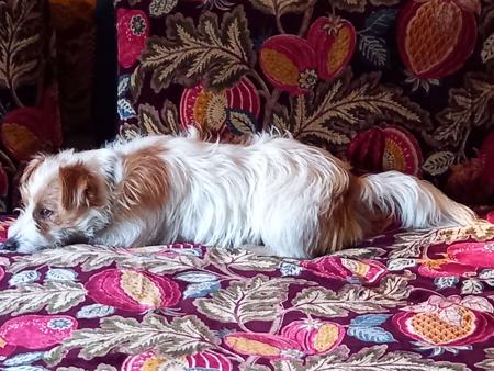 Jack Russell Terrier for sale by BRIARHILLJAK