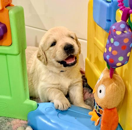 Golden Retriever puppy for sale by LETRIEVE