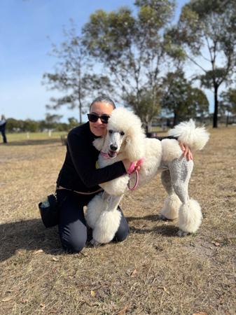 Poodle (Standard) for sale by DDUNDOVIC