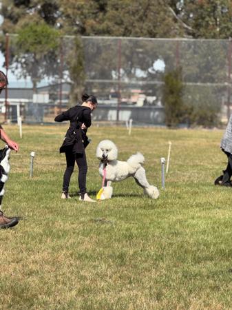 Poodle (Standard) for sale by BRUNELOO