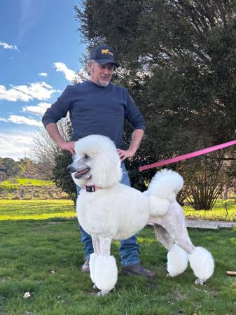 Poodle (Standard) for sale by BRUNELOO