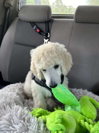 Poodle (Standard) for sale by BRUNELOO