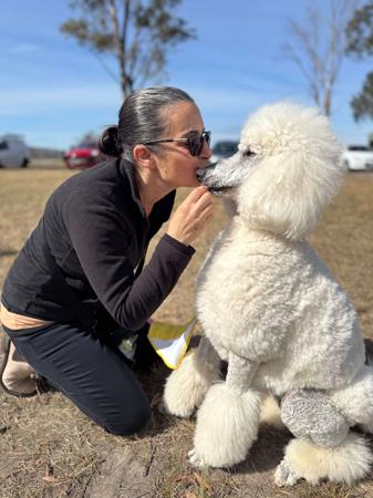Poodle (Standard) for sale by BRUNELOO
