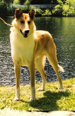 Collie (Smooth) for sale by HERDITALL