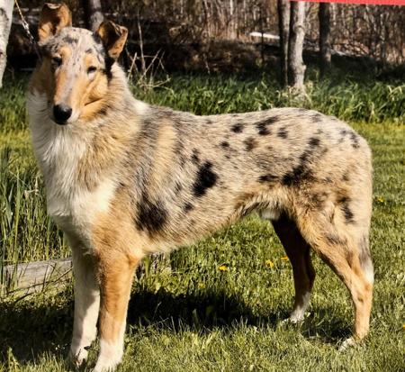 Collie (Smooth) for sale by HERDITALL