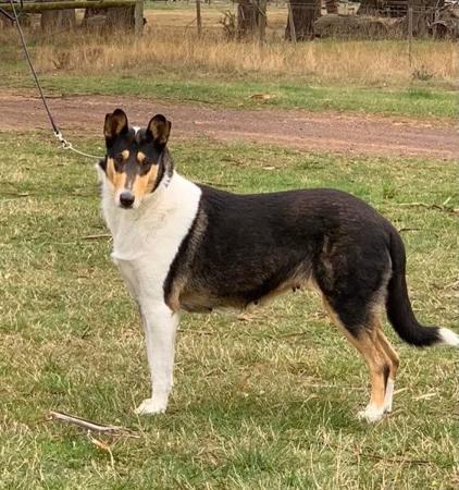 Collie (Smooth) for sale by HERDITALL