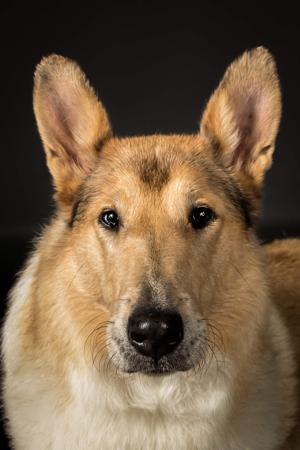 Collie (Smooth) for sale by HERDITALL