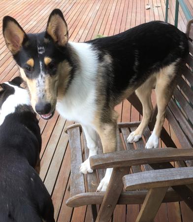 Collie (Smooth) for sale by HERDITALL