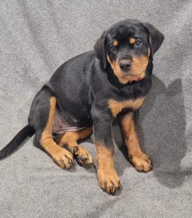 Rottweiler for sale by SADIKEI
