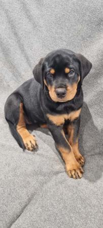 Rottweiler for sale by SADIKEI