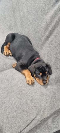 Rottweiler for sale by SADIKEI