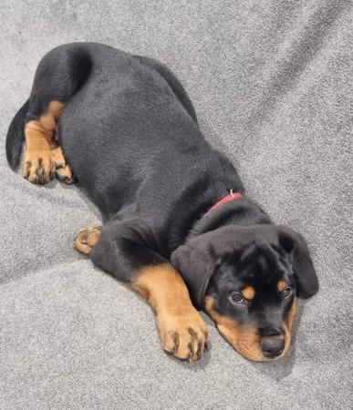 Rottweiler for sale by SADIKEI